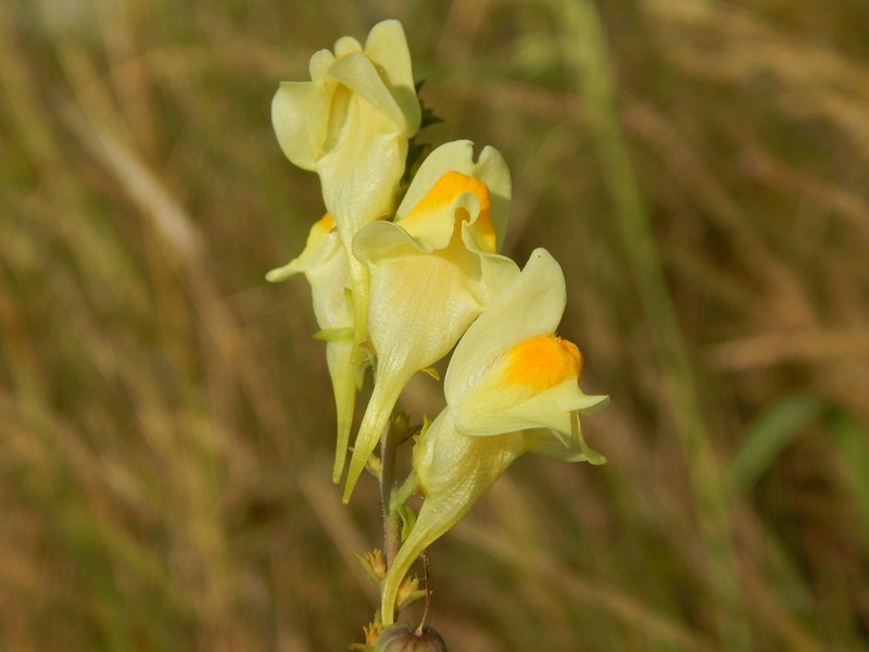 Linaria vulgaris (Lamiales - Plantaginaceae)